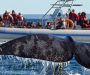 Las Vacaciones de Invierno llegan junto a las ballenas en Puerto Madryn